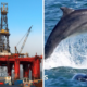 bi4 dolphin incident