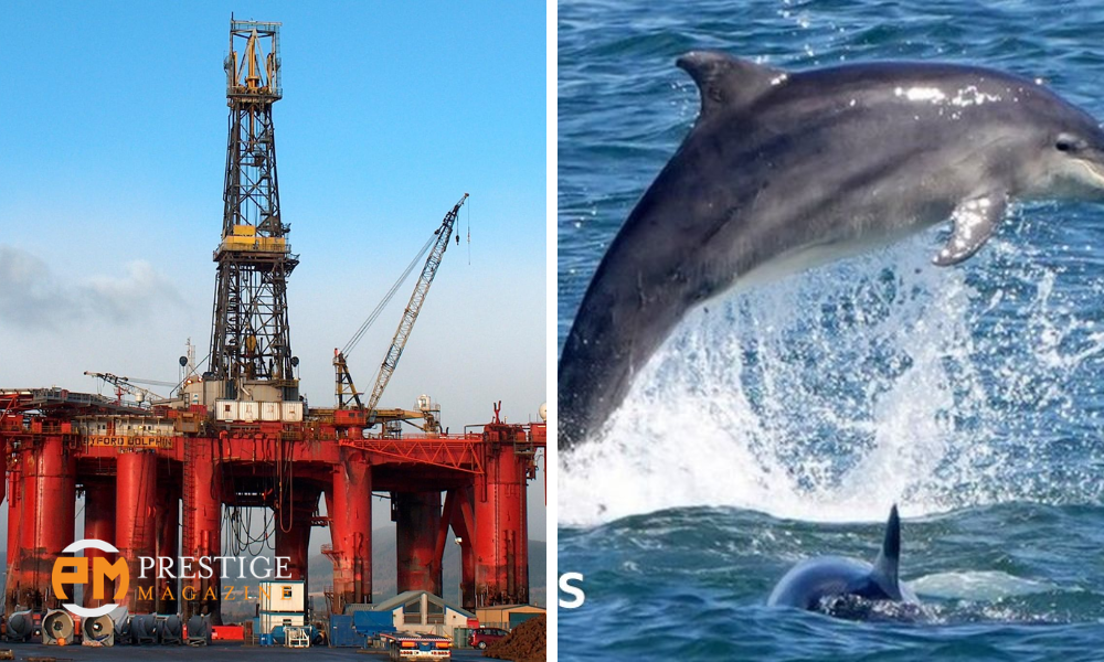 bi4 dolphin incident